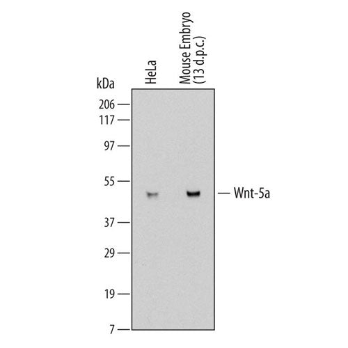 30000. GOAT ANTI-RAT IGG HRP AFFINITY PURIFIED PAB 1ML R&D SYSTEMS