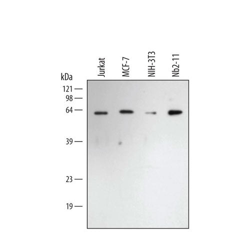 29999. GOAT ANTI-RABBIT IGG HRP AFFINITY 1ML R&D SYSTEMS