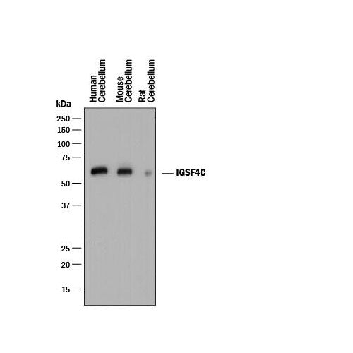 29998. DONKEY ANTI-MOUSE IGG HRP AFFINITY 1ML R&D SYSTEMS