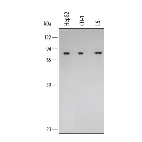 29997. DONKEY ANTI-GOAT IGG HRP AFFINITY PURIFIED PAB 1ML R&D SYSTEMS