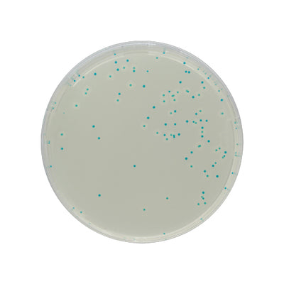 54267. CHROMAGAR LISTERIA 5000ML CHROMAGAR