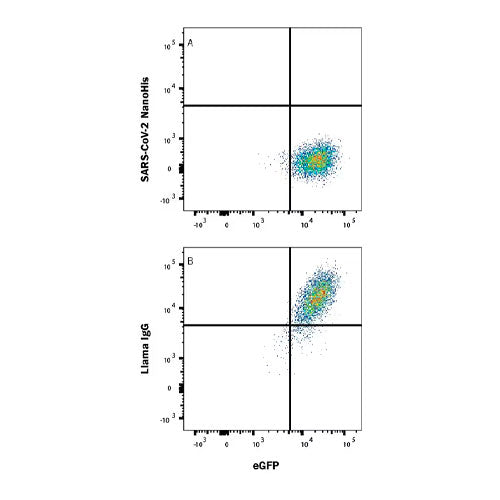 29562. SARS-COV-2 SPIKE RBD LLAMABODYTM VHH HIS-TAG ANTIBODY 100UG R&D SYSTEMS