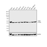 51197. CREB MONOCLONAL ANTIBODY (LB9) 100UG - INVITROGEN