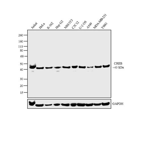 51197. CREB MONOCLONAL ANTIBODY (LB9) 100UG - INVITROGEN