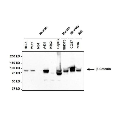 31056. BETA CATENIN MONOCLONAL ANTIBODY (15B8) 100UG INVITROGEN