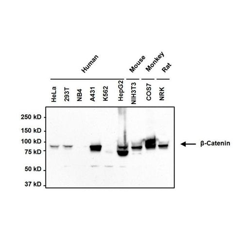 31056. BETA CATENIN MONOCLONAL ANTIBODY (15B8) 100UG INVITROGEN