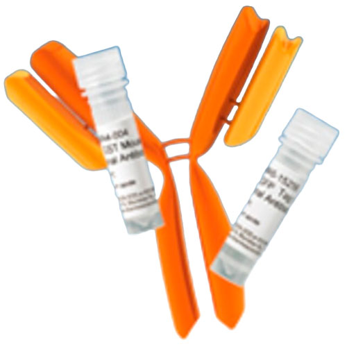 28664. HIF1A MONOCLONAL ANTIBODY (H1ALPHA67) DYLIGHT 488 100UL INVITROGEN