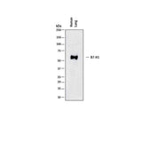 29015. HUMAN PD-L1 B7-H1 ANTIBODY 100UG R&D SYSTEMS