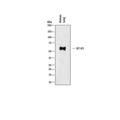 29015. HUMAN PD-L1 B7-H1 ANTIBODY 100UG R&D SYSTEMS