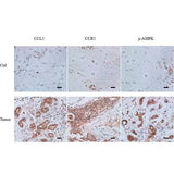 51165. HUMAN CCR5 ANTIBODY 100UG - R&D SYSTEMS