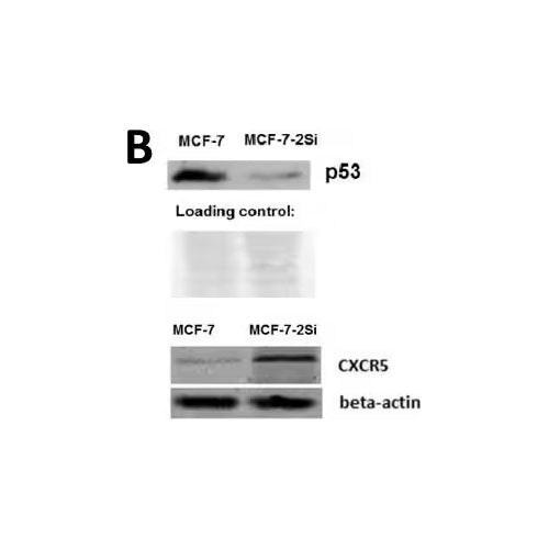 51164. HUMAN CXCR5 ANTIBODY 100UG - R&D SYSTEMS