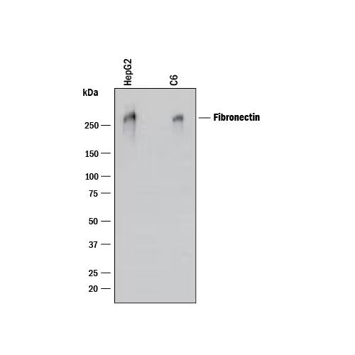 30009. HUMAN FIBRONECTIN ANTIBODY 100UG R&D SYSTEMS