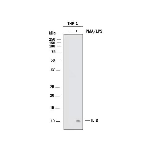 51166. HUMAN IL-8/CXCL8 ANTIBODY 100UG - R&D SYSTEMS