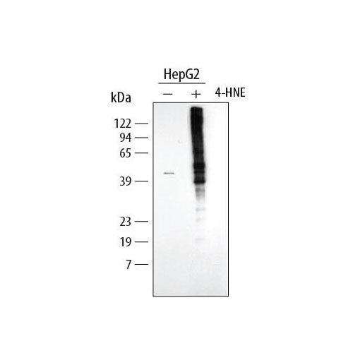 29996. 4-HYDROXYNONENAL ANTIBODY 100UG R&D SYSTEMS