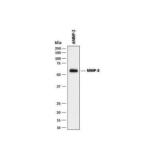 29574. HUMAN MMP-3 ANTIBODY 500UG R&D SYSTEMS