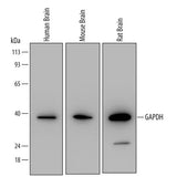 30022. HUMAN/MOUSE/RAT GAPDH ANTIBODY 100UG R&D SYSTEMS