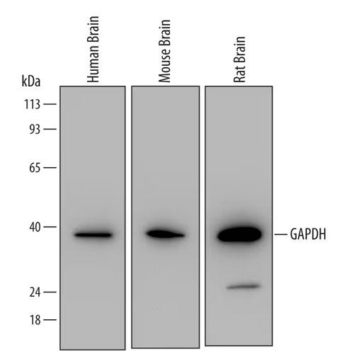 30022. HUMAN/MOUSE/RAT GAPDH ANTIBODY 100UG R&D SYSTEMS