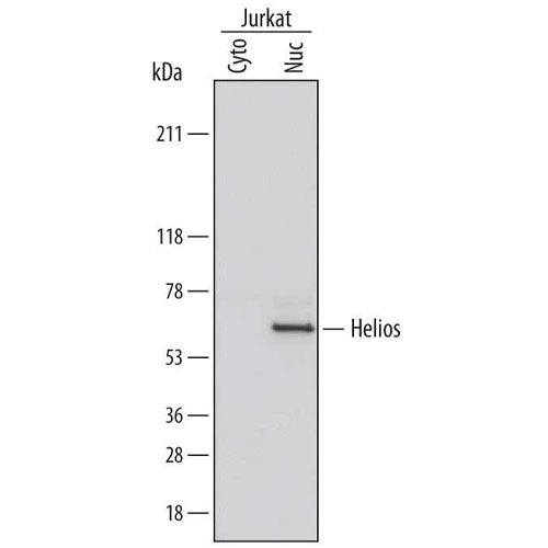 29010. HUMAN HELIOS ANTIBODY 100UG R&D SYSTEMS