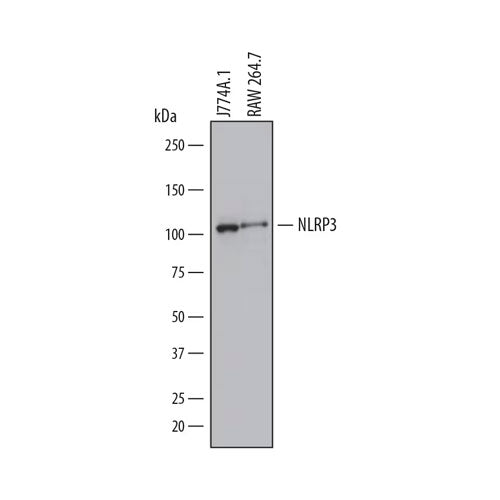 30021. HUMAN/MOUSE NLRP3/NALP3 ANTIBODY 100UG R&D SYSTEMS