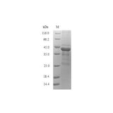 28131. AIIM RECOMBINANT PROTEIN (E-COLI) 0.02MG MY BIOSOURCE