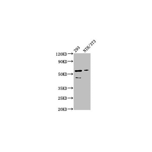 28155. ANTI-RELA ANTIBODY 0.1MG MY BIOSOURCE