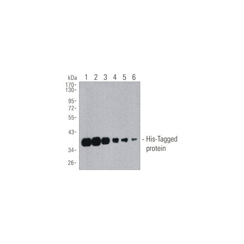 28152. MOUSE ANTI-GENERAL ANTI-HIS-TAG MONOCLONAL ANTIBODY 0.1ML MY BIOSOURCE