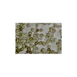 52076. DROP-OUT MIX SYNTHETIC MINUS TRYPTOPHAN HISTIDINE LEUCINE LYSINE ADENINE URACIL W/O YEAST NITROGEN BASE CULTURE MEDIA 100GR MY BIOSOURCE