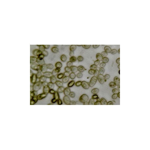 52076. DROP-OUT MIX SYNTHETIC MINUS TRYPTOPHAN HISTIDINE LEUCINE LYSINE ADENINE URACIL W/O YEAST NITROGEN BASE CULTURE MEDIA 100GR MY BIOSOURCE