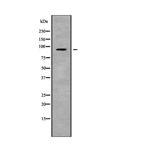 28154. ANTI-NLGN2 ANTIBODY 0.2ML MY BIOSOURCE