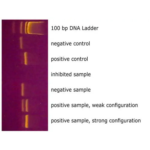 51277. GEM MYCOPLASMA DETECTION KIT PCR-BASED 25 TESTS VENOR - SIGMA-ALDRICH
