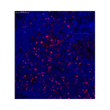 29987. FOXP3 ANTIBODY 0.1ML NOVUS BIOLOGICALS