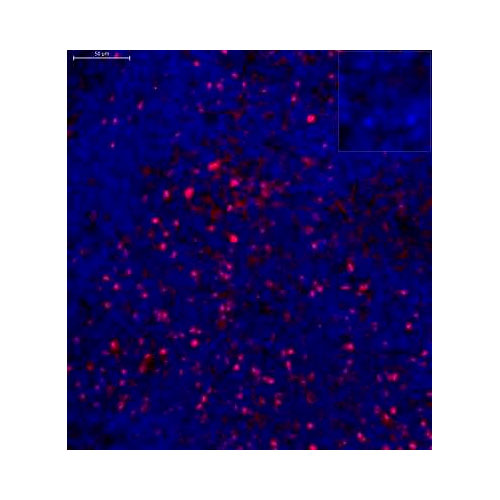29987. FOXP3 ANTIBODY 0.1ML NOVUS BIOLOGICALS