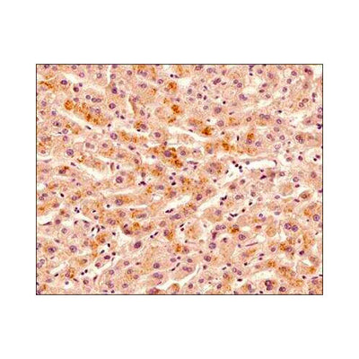 29991. OSTEOPROTEGERIN/TNFRSF11B ANTIBODY (98A1071) 0.1MG NOVUS BIOLOGICALS