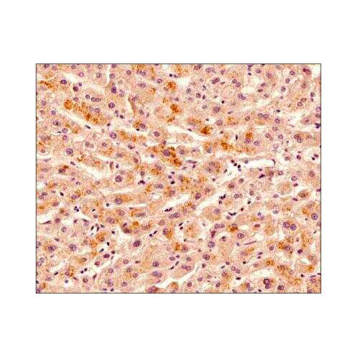 29991. OSTEOPROTEGERIN/TNFRSF11B ANTIBODY (98A1071) 0.1MG NOVUS BIOLOGICALS