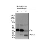 29984. CASPASE-3 ANTIBODY (31A1067)-(PRO AND ACTIVE) 0.1MG NOVUS BIOLOGICALS
