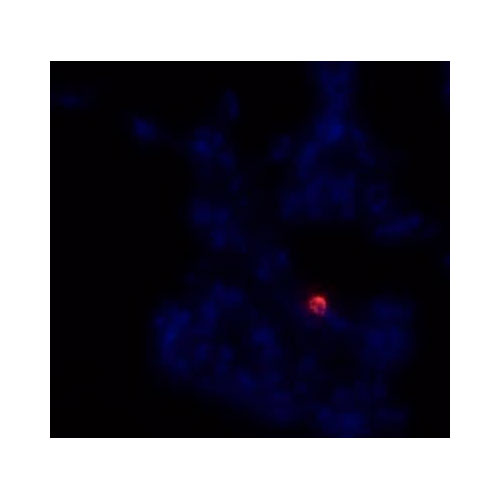 29536. MOUSE MONOCLONAL CD14 ANTIBODY (M5E2) 1MG NOVUS BIOLOGICALS