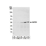 28176. GAPDH ANTIBODY 0.1ML NOVUS BIOLOGICALS