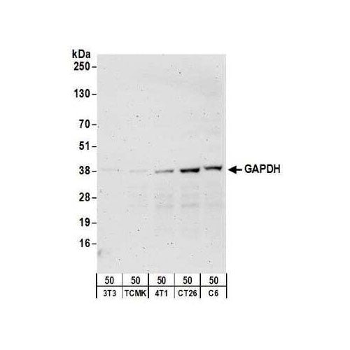 28176. GAPDH ANTIBODY 0.1ML NOVUS BIOLOGICALS