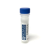 51167. EBNA1 ANTIBODY (E1-2.5) (ALEXA FLUOR 488) 0.1ML - NOVUS BIOLOGICALS