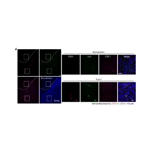 28182. IL-6 ANTIBODY 0.2ML NOVUS BIOLOGICALS