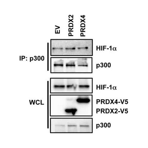 29542. V5 EPITOPE TAG ANTIBODY 1000ML NOVUS BIOLOGICALS