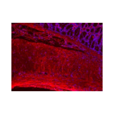 29985. COLLAGEN I ANTIBODY 0.025MG NOVUS BIOLOGICALS