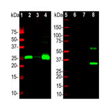 28168. CALBINDIN D-28K ANTIBODY 0.1ML NOVUS BIOLOGICALS