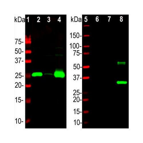 28168. CALBINDIN D-28K ANTIBODY 0.1ML NOVUS BIOLOGICALS