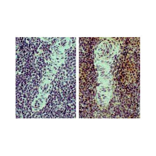 28171. CD4 ANTIBODY (CT-4)-AZIDE AND BSA FREE 0.5MG NOVUS BIOLOGICALS