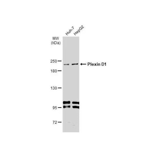 51168. PLEXIN D1 ANTIBODY 100UL - NOVUS BIOLOGICALS