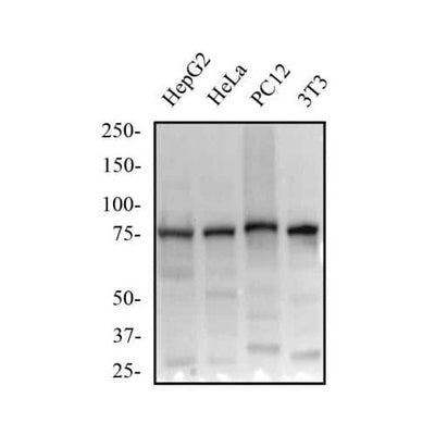 29983. BETA-CATENIN ANTIBODY (12F7)-BSA FREE 0.1ML NOVUS BIOLOGICALS