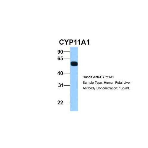 51170. RABBIT POLYCLONAL CYP11A1 ANTIBODY, 100UL, - NOVUS BIOLOGICALS