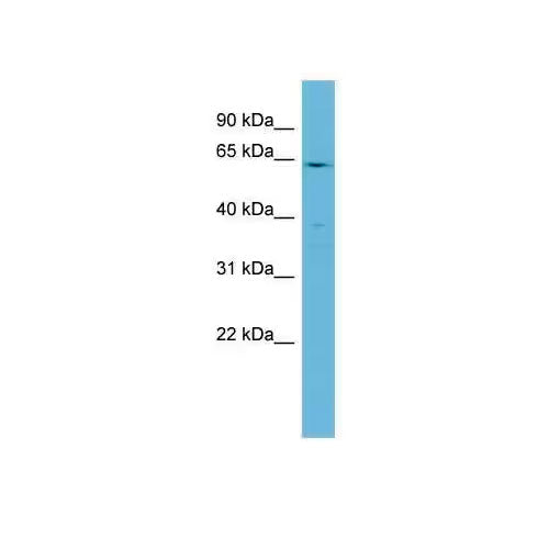 28826. CYP4F3 ANTIBODY 100UL NOVUS BIOLOGICALS