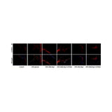 29982. ALPHA-SMOOTH MUSCLE ACTIN ANTIBODY (4A4) 0.025ML NOVUS BIOLOGICALS